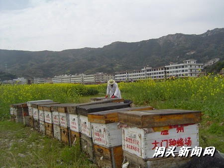 养蜂人_悬崖养蜂_养蜂人的收入(3)