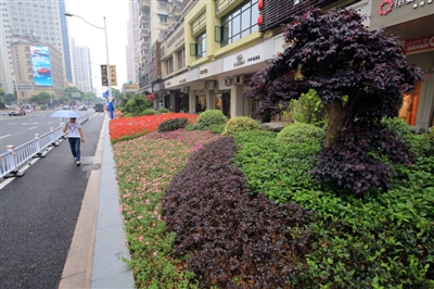 大南路街边绿化优美,景色怡人.刘伟摄