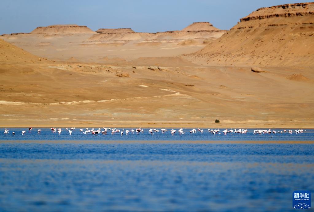 埃及法尤姆：火烈鸟漫步加龙湖